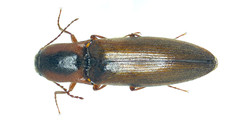 Agriotes collaris
