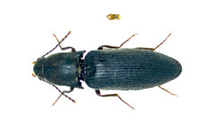 Agriotes stabilis