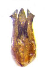 Agriotes stabilis
