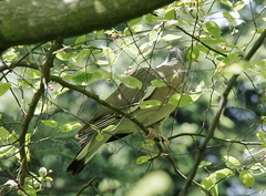 Columba palumbus