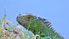 Iguana iguana