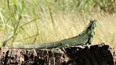 Iguana iguana