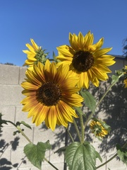 Helianthus