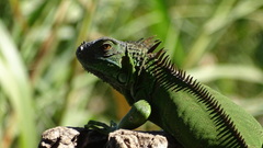Iguana iguana