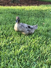 Anas platyrhynchos domesticus