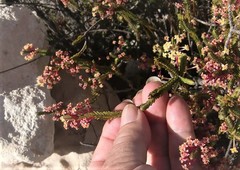 Struthiola ericoides