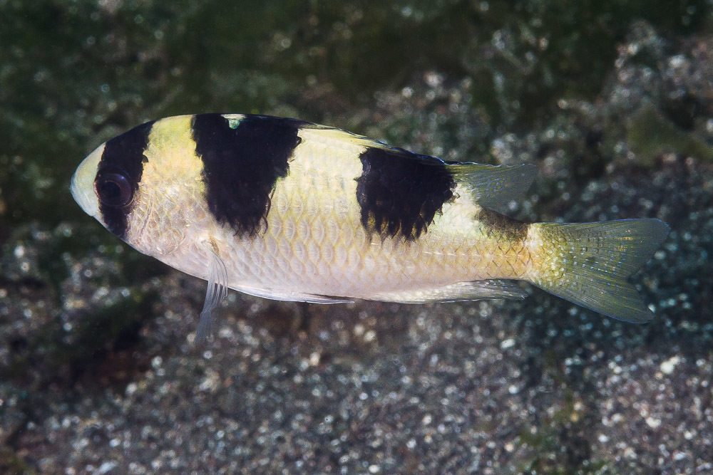 Banggai Damselfish