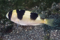 Banggai Damselfish photo 1