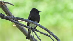 Sayornis nigricans