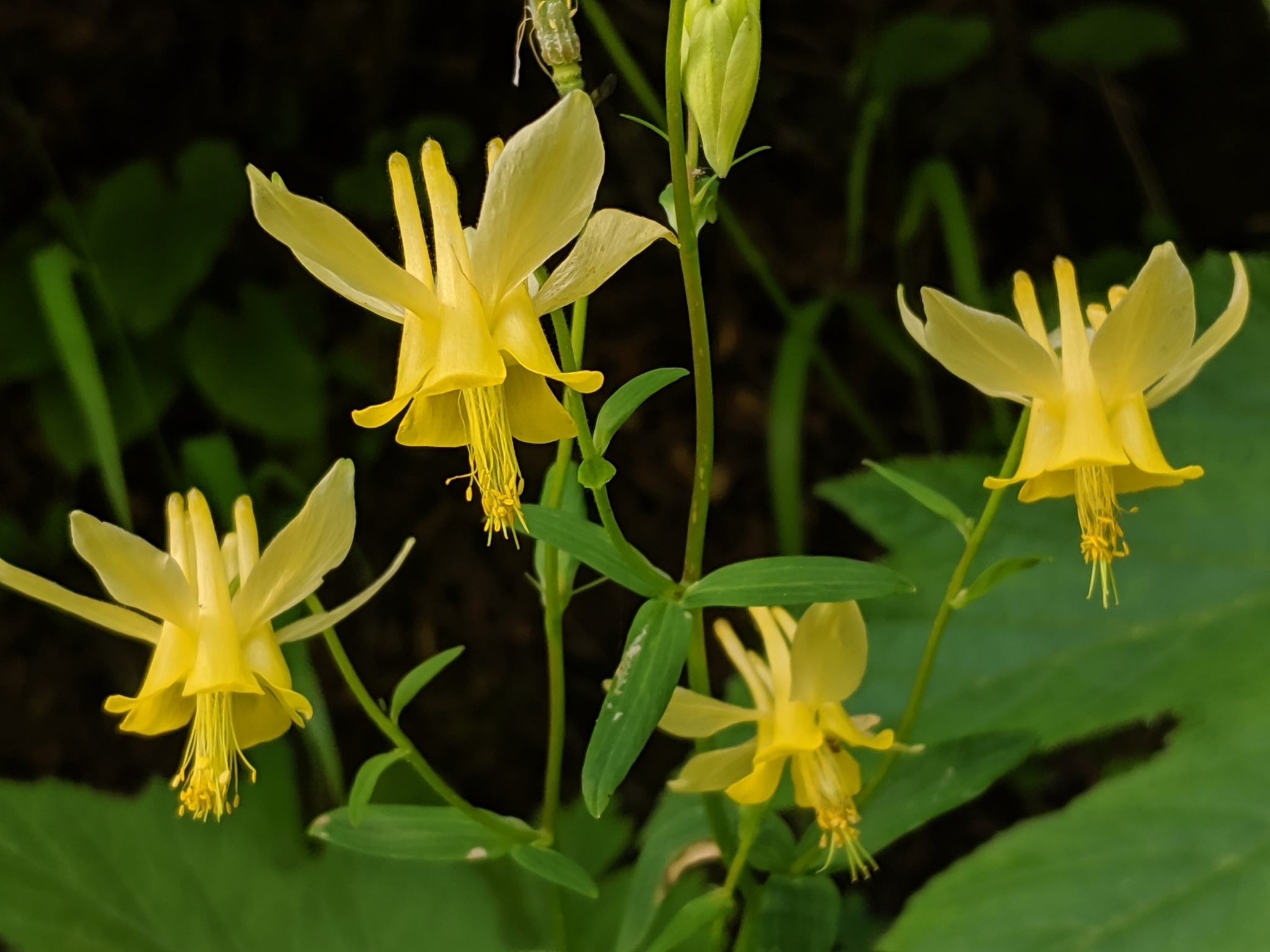 Aquilegia flavescens