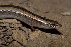 Chalcides mionecton