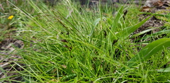 Poa sieberiana