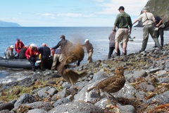 Turdus eremita procax