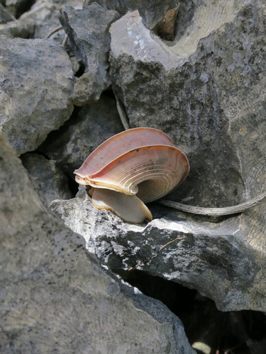 Cuvier Tropid Snail