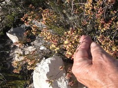Struthiola ericoides