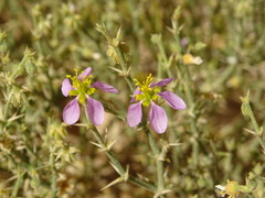 Zygophyllum indicum