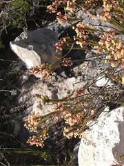 Struthiola ericoides