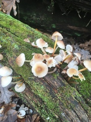Mycena galericulata