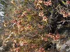 Struthiola ericoides