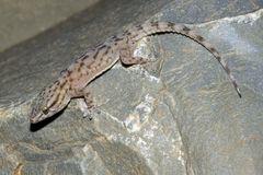 Tarentola boehmei