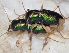 Grammognatha euphratica