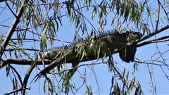 Iguana iguana