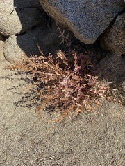 Penstemon clevelandii connatus