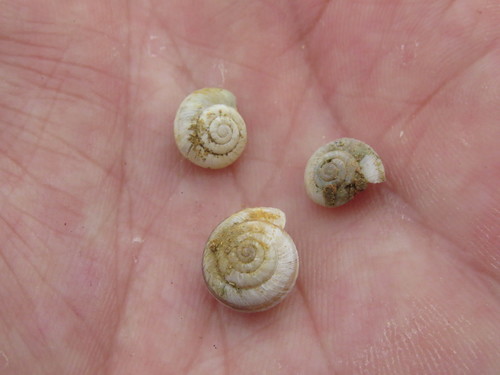 Helicopsis hungarica