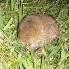 Microtus agrestis