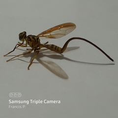 Toxotrypana curvicauda