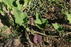 Aristolochia monticola