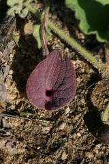 Aristolochia monticola