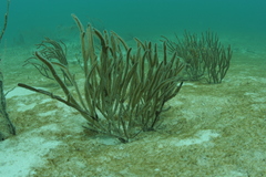 Pterogorgia