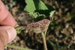 Aristolochia monticola