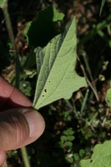 Aristolochia monticola