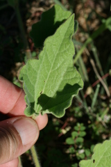 Aristolochia monticola