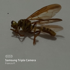 Toxotrypana curvicauda