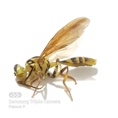 Toxotrypana curvicauda