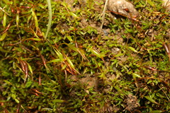 Aloina aloides