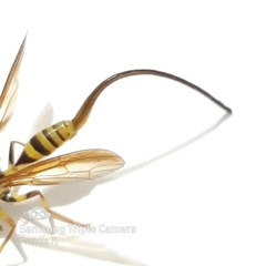 Toxotrypana curvicauda