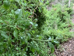 Rhagodia candolleana