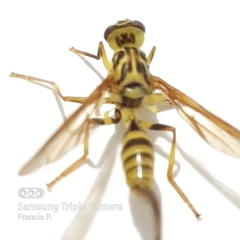 Toxotrypana curvicauda