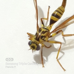 Toxotrypana curvicauda