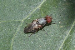 Tetanops