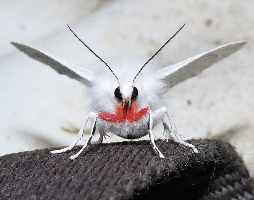Pink-legged Tiger Moth