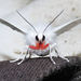 Pink-legged Tiger Moth - Photo (c) Diane P. Brooks, some rights reserved (CC BY-NC-SA), uploaded by Diane P. Brooks