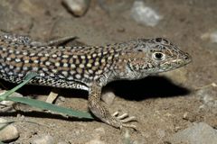 Acanthodactylus margaritae