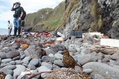 Turdus eremita procax