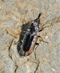 Notiophilus quadripunctatus