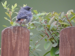 Phoenicurus ochruros